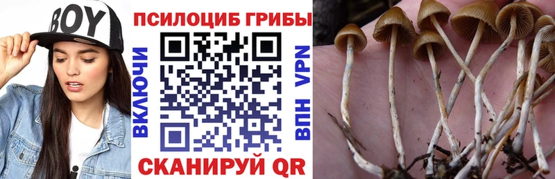 Псилоцибиновые грибы Cubensis  сайты даркнета какой сайт  Струнино  сколько стоит 